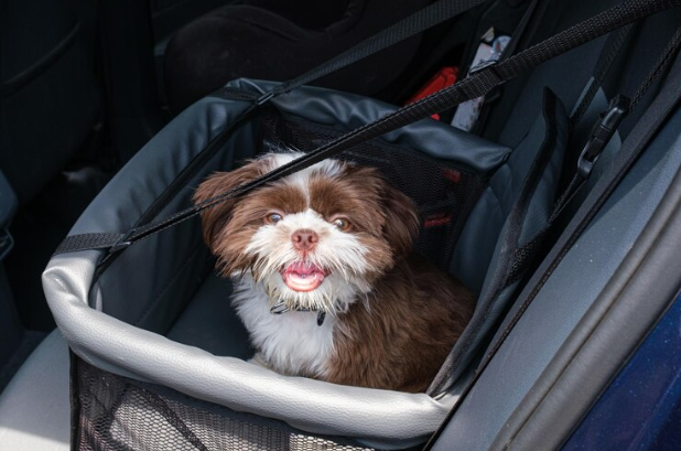 Viagem com pets: como planejar férias seguras, tranquilas e sem estresse